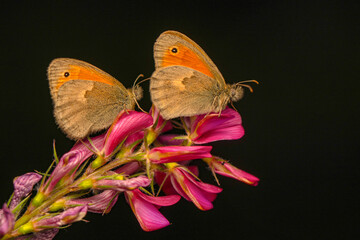 Macro shots, Beautiful nature scene. Closeup beautiful butterfly sitting on the flower in a summer garden.