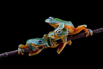 Tree frog on branch, Gliding frog (Rhacophorus reinwardtii) sitting on branch