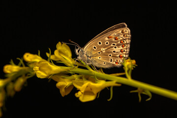 Macro shots, Beautiful nature scene. Closeup beautiful butterfly sitting on the flower in a summer garden.