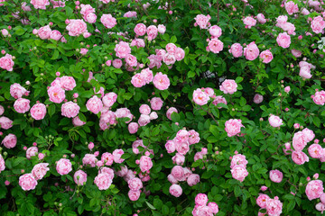 Beautiful pink blooming roses background. Peony roses.