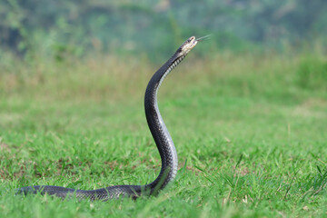 Naja sputatrix defensive positionon on grass, Javanese cobra snake closeup in a defensive position