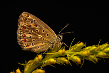 Obraz premium Macro shots, Beautiful nature scene. Closeup beautiful butterfly sitting on the flower in a summer garden.
