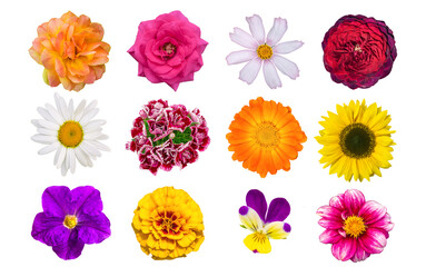 Various flowers on an isolated white background. Chamomile, carnation, marigold, rose, petunia, calendula, dahlia, sunflower, kosmeya, pansies, Astrov family. blooming flowers