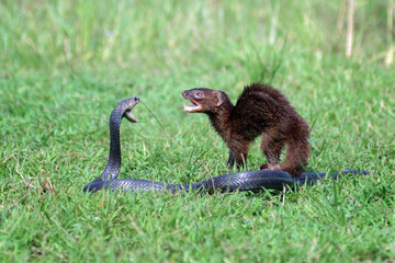 Javan Mongoose or Small asian mongoose (Herpestes javanicus) fighting with Javanese cobra