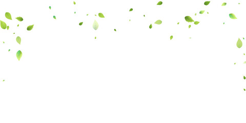 Leaves Green Falling Flying Foliage Leaf Tea Mint