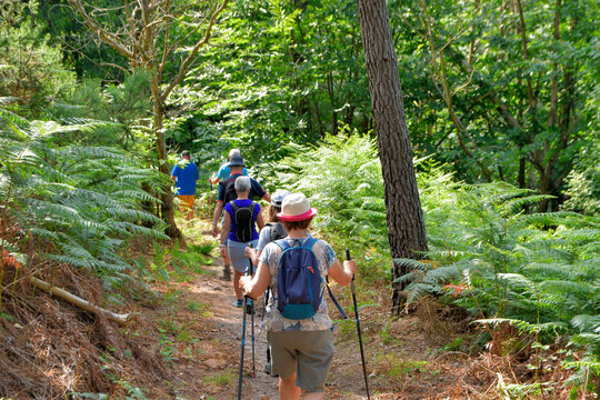 Groupe de randonneurs seniors dans la for&ecirc;t de Penhoat au-dessus du Trieux - Bretagne France