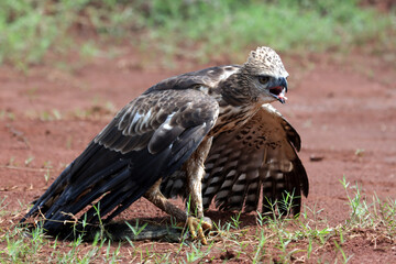 Changeable haw-eagle (Nisaetus cirrhatus) catch small monitor prey