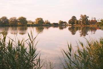 Fototapeta na wymiar Sommer Teich in Wernigerode mit Schilf