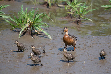 Ente mit ihren Küken