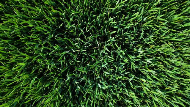 Aerial top down view of fresh green grass in meadow field. Agricultural industry. Natural texture background, young wheat sprouts waving in wind. Work in agronomic farm for business and production
