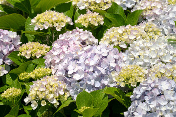 Beautiful hydrangea flower in a natural garden in sunny day.