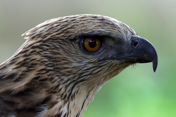 Closeup head of a changeable hawk eagle (Nisaetus cirrhatus) on natural background, Closeup head changeable hawk eagle