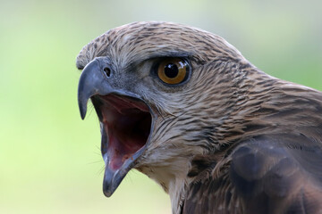 Closeup head of a changeable hawk eagle (Nisaetus cirrhatus) on natural background, Closeup head changeable hawk eagle