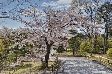 Obraz premium 智積院の桜