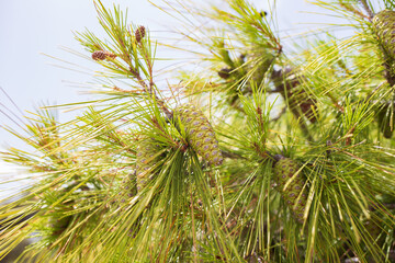Fototapeta premium Green coniferous cedar ripe pine cones on tree branch forest sunlight. Concept harvesting and receiving oil. 