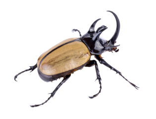 Big horned beetle on transparent png