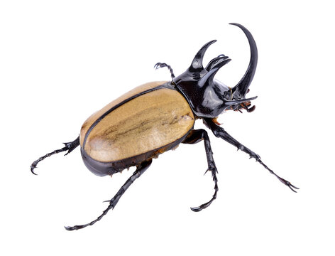 Big horned beetle on transparent png