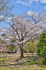 Fototapeta na wymiar 智積院の桜