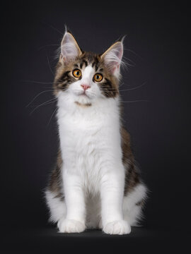 Expressive black tabby bicolor Maine Coon cat kitten, sitting up side ways. Looking curious towards camera. Isolated on a black background.