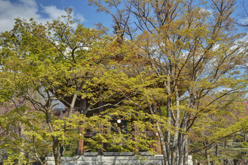 Fototapeta premium 智積院の鐘楼と紅葉