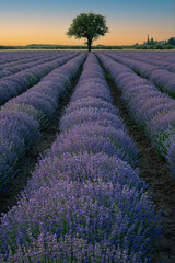 Lavender field in Greece at sunset