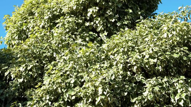 Foliage of a wintercreeper tree, Euonymus fortunei. Nature tree plant background footage in 4k.