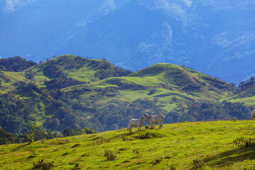 Fototapeta premium Cow