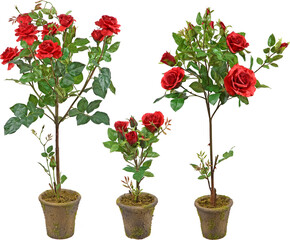 Rose plants in pots with transparent background
