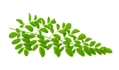 Moringa leaves on transparent png