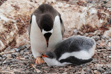 Naklejka premium Gentoo Penguin on the beach,feeding his chick, Port Lockroy , Goudier Island, Antartica