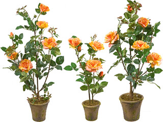 Rose plants in pots with transparent background
