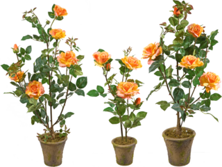 Rose plants in pots with transparent background