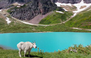 Mountain sheep