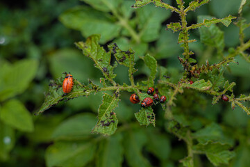Colorado potato beetle and larvae on young potato leaves