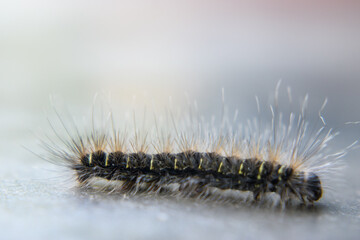 Floor Wanderer: Caterpillar with Long Hairs in Striking Focus