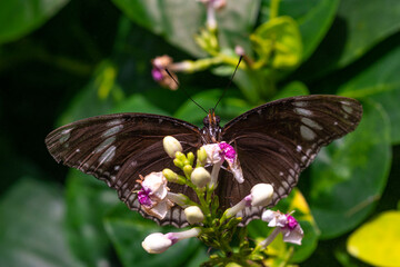 Macro shots, Beautiful nature scene. Closeup beautiful butterfly sitting on the flower in a summer garden.