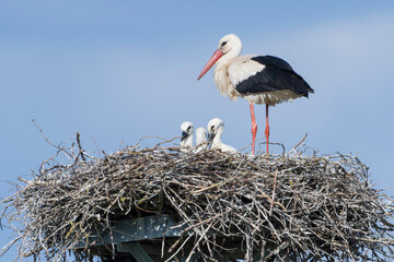 Fototapeta premium Storchenfamilie im Nest