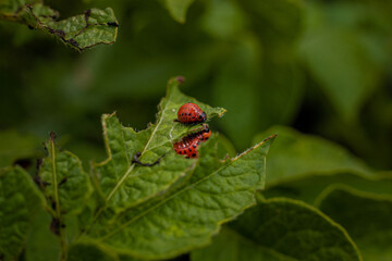 Colorado potato beetle and larvae on young potato leaves