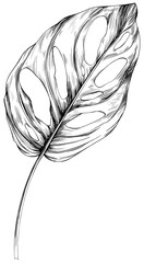 Tropical leaf isolated on white. Hand drawn vintage illustration.