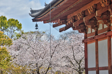 Fototapeta premium 東寺の桜
