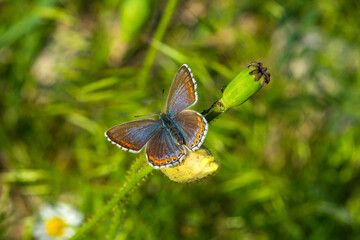 Macro shots, Beautiful nature scene. Closeup beautiful butterfly sitting on the flower in a summer garden.