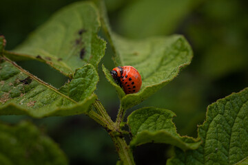 Colorado potato beetle and larvae on young potato leaves