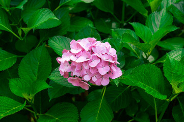 グリーンの葉とピンクの花、どこらか見ても真面目に紫陽花