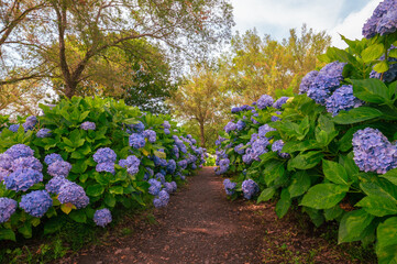 公園の花が咲く道、アジサイ小道