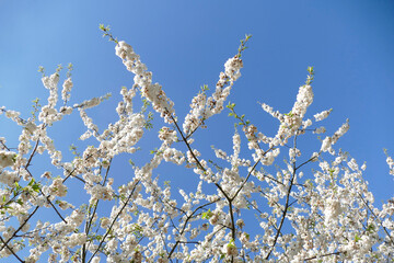 Weisse Kirschblüten auf  Baumzweigen, Blauer Himmel