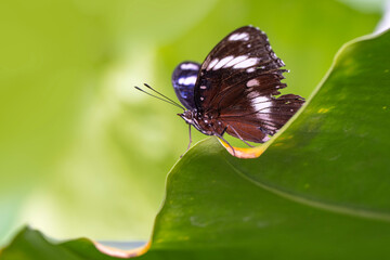 Macro shots, Beautiful nature scene. Closeup beautiful butterfly sitting on the flower in a summer garden.