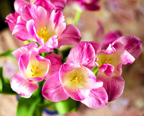 Pink tulips on a dark background. Spring tulip flowers. Easter or Valentine's Day greeting card.