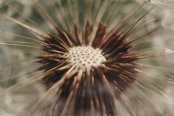 Pusteblume