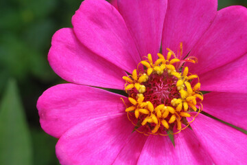 closeup of a pink flower