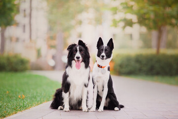 Energetic Border Collie Dogs Frolic and Bond in Scenic Park Setting, Capturing Joyful Canine...